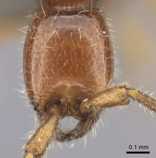 Eburopone wroughtoni specimen