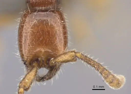 Eburopone wroughtoni specimen