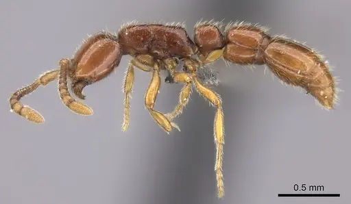 Eburopone wroughtoni - CASENT0235434