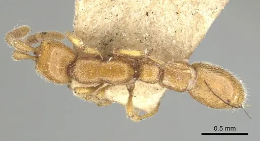 Eburopone wroughtoni - CASENT0249876