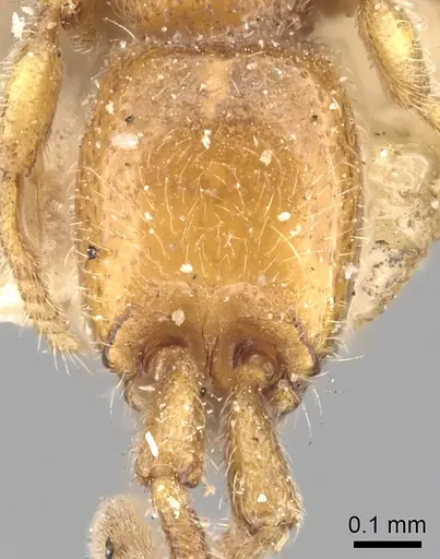 Eburopone wroughtoni - CASENT0249876