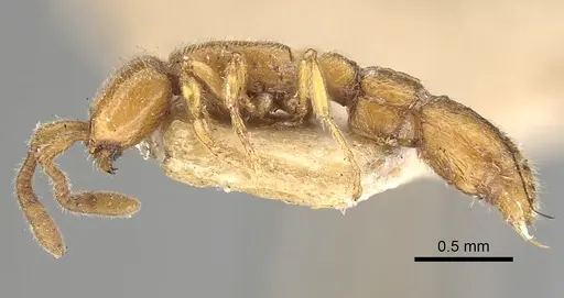 Eburopone wroughtoni - CASENT0249876