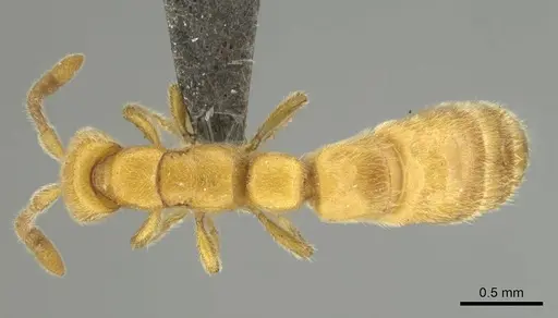 Eburopone wroughtoni - CASENT0813006