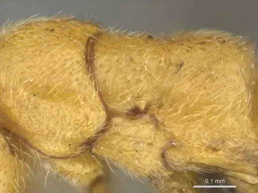 Eburopone wroughtoni - CASENT0813006