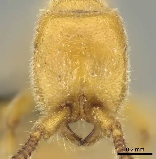 Eburopone wroughtoni - CASENT0813006