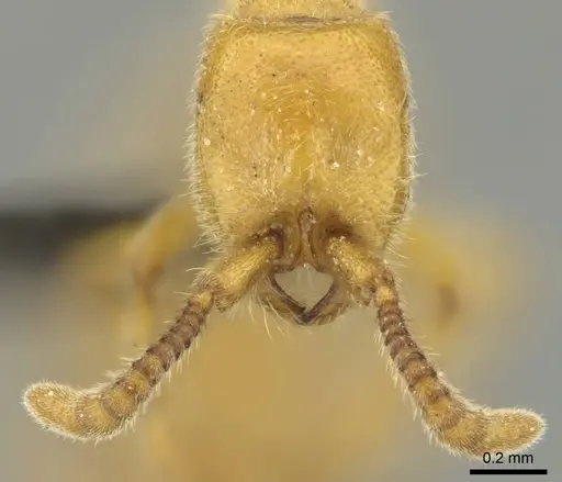 Eburopone wroughtoni - CASENT0813006