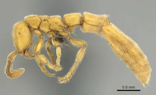 Eburopone wroughtoni - CASENT0813006