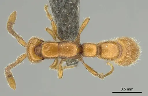 Eburopone wroughtoni - CASENT0813007