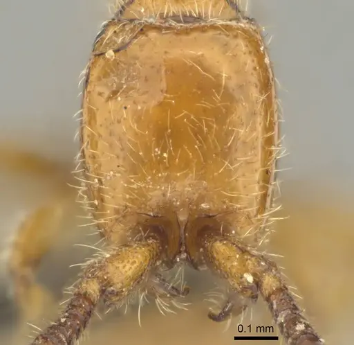 Eburopone wroughtoni - CASENT0813007