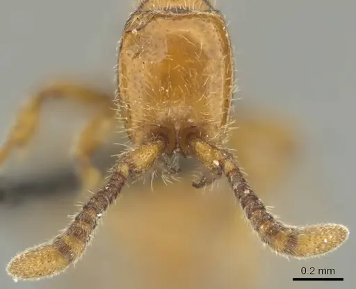 Eburopone wroughtoni - CASENT0813007