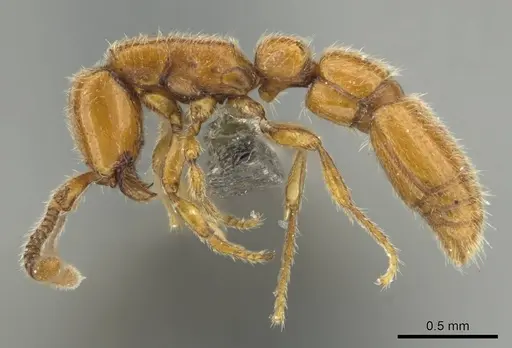 Eburopone wroughtoni - CASENT0813007