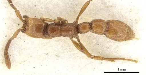 Eburopone wroughtoni - CASENT0902707