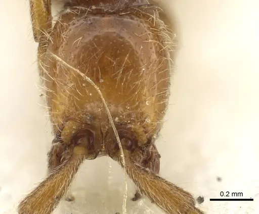 Eburopone wroughtoni - CASENT0902707