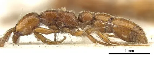 Eburopone wroughtoni - CASENT0902707