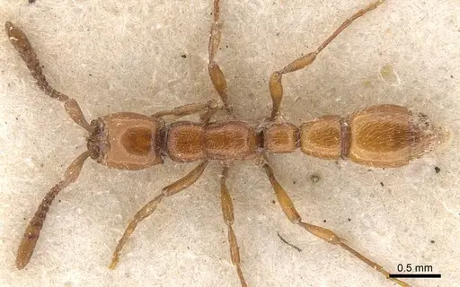 Eburopone wroughtoni - CASENT0907054