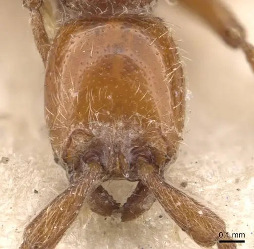 Eburopone wroughtoni - CASENT0907054