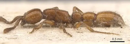 Eburopone wroughtoni - CASENT0907054