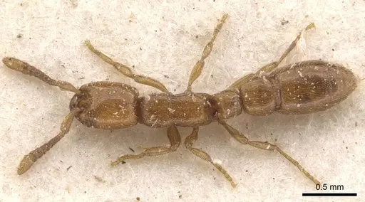 Eburopone wroughtoni - CASENT0907055