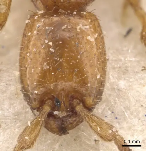 Eburopone wroughtoni - CASENT0907055