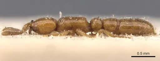 Eburopone wroughtoni - CASENT0907055