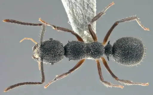 Echinopla angustata specimen