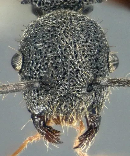 Echinopla angustata specimen