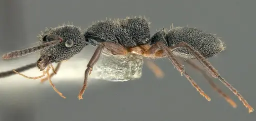 Echinopla angustata specimen