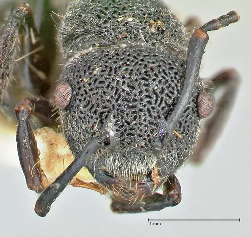 Echinopla arfaki specimen