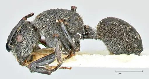 Echinopla arfaki specimen