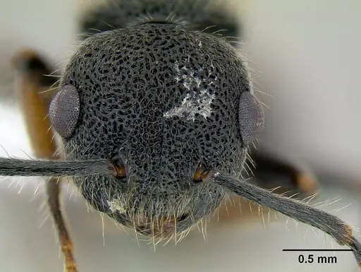 Echinopla australis specimen