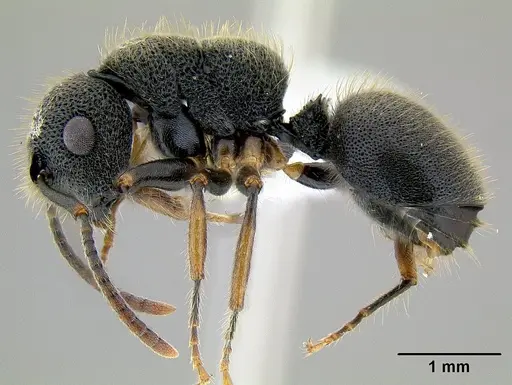 Echinopla australis specimen