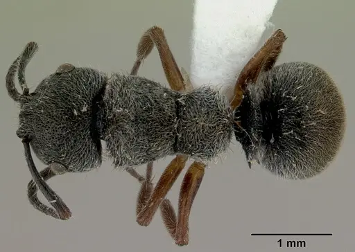 Echinopla australis - CASENT0172010