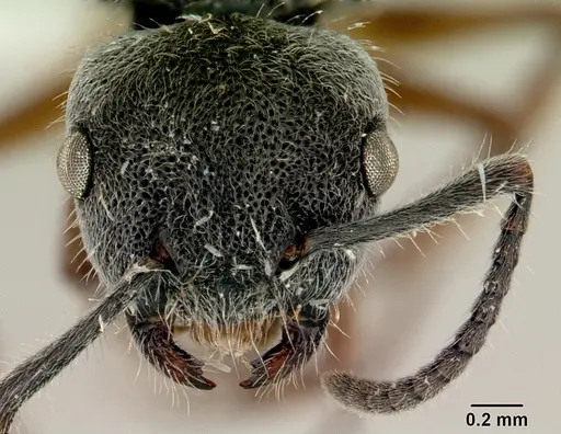 Echinopla australis - CASENT0172010