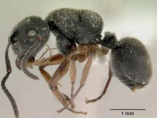 Echinopla australis - CASENT0172010