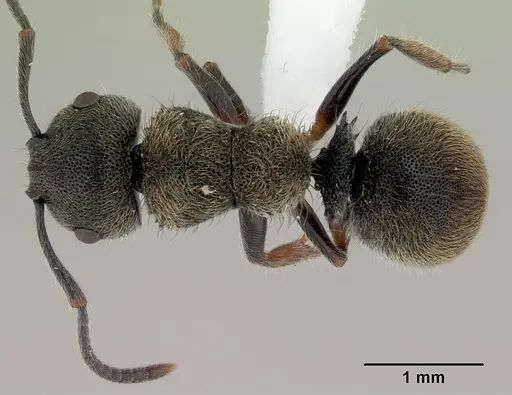 Echinopla australis - CASENT0172011