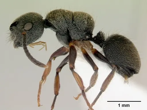 Echinopla australis - CASENT0172011