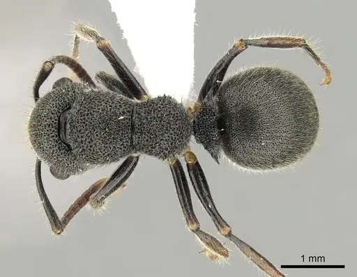 Echinopla australis - CASENT0280334