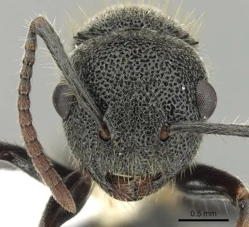 Echinopla australis - CASENT0280334