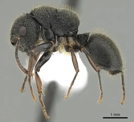 Echinopla australis - CASENT0280334