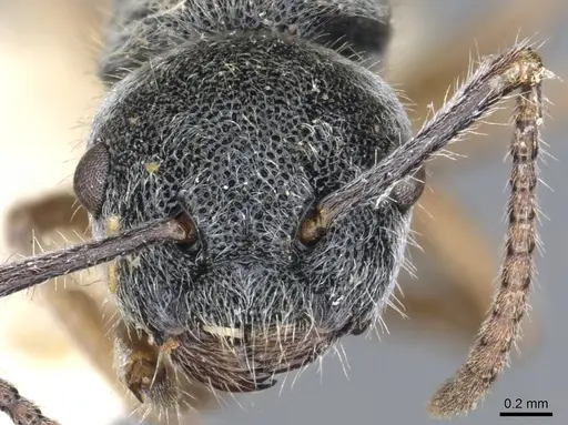 Echinopla australis - CASENT0903471