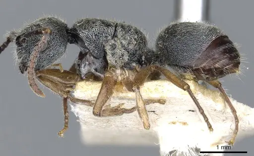 Echinopla australis - CASENT0903471