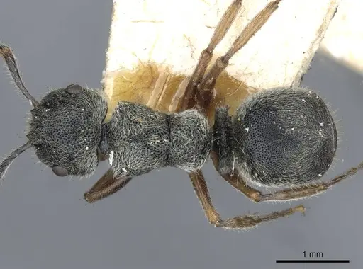 Echinopla australis - CASENT0910966