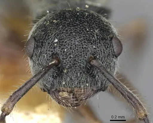 Echinopla australis - CASENT0910966