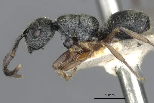 Echinopla australis - CASENT0910966