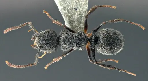 Echinopla brevisetosa specimen