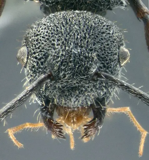 Echinopla brevisetosa specimen