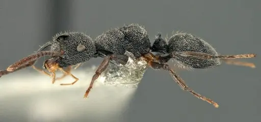 Echinopla brevisetosa specimen