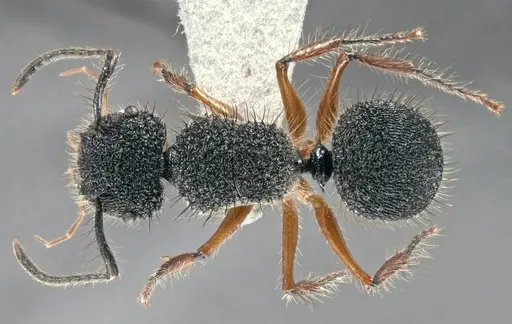 Echinopla circulus specimen