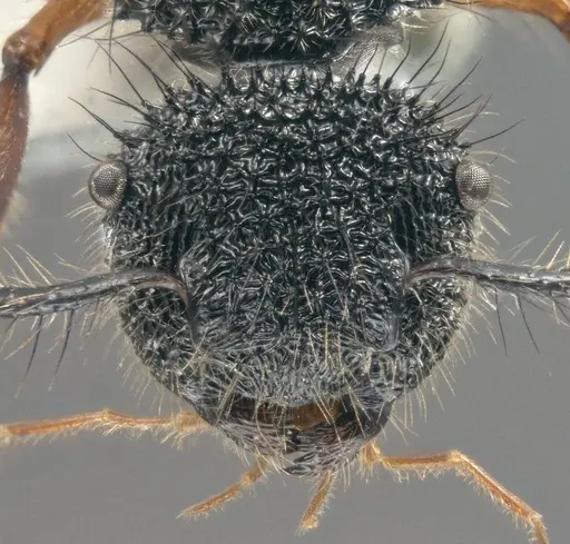 Echinopla circulus specimen