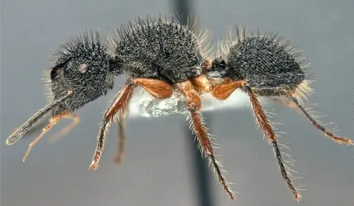 Echinopla circulus specimen